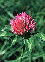 Principle of Naturopathic Medicine
